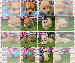 Chihuahua Puppy for sale in SEBRING, FL, USA