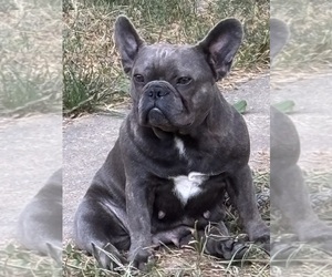 Mother of the French Bulldog puppies born on 09/30/2025