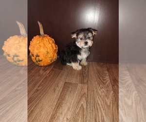 Yorkshire Terrier Puppy for sale in LAPEER, MI, USA