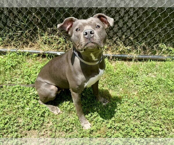 Medium Photo #3 American Pit Bull Terrier-Unknown Mix Puppy For Sale in Millersville, MD, USA
