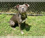 Small #2 American Pit Bull Terrier Mix
