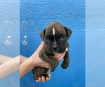 Small Photo #16 Boxer Puppy For Sale in LINTON, IN, USA