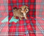 Small #4 Shih Tzu