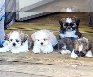 Mal-Shi Puppy for sale in PLACERVILLE, CA, USA