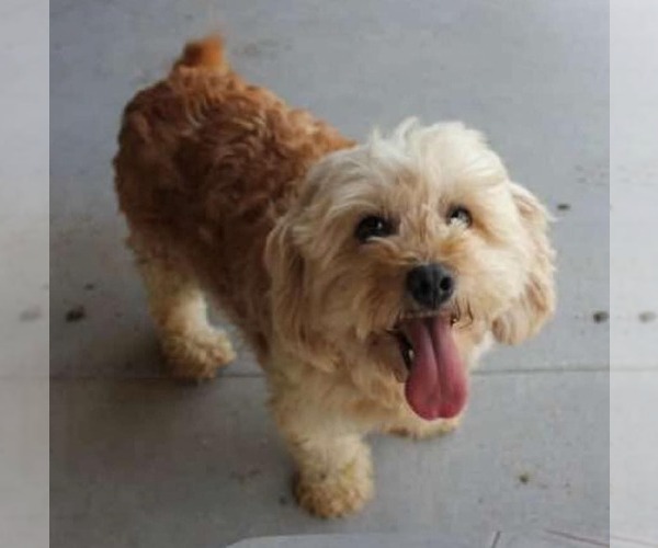 Medium Photo #3 Cavachon Puppy For Sale in Farmington, MN, USA