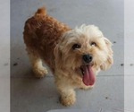 Small #2 Cavachon