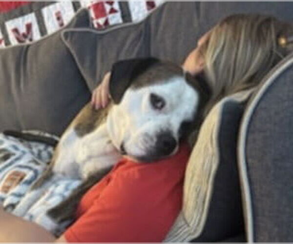 Medium Photo #2 American Pit Bull Terrier-Unknown Mix Puppy For Sale in Germantown, OH, USA