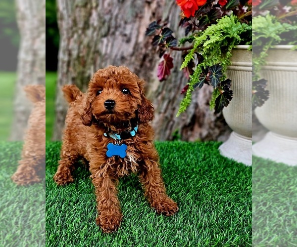 Medium Photo #2 Poodle (Miniature)-Poodle (Toy) Mix Puppy For Sale in INDIANAPOLIS, IN, USA