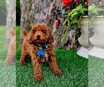Small #1 Poodle (Miniature)-Poodle (Toy) Mix