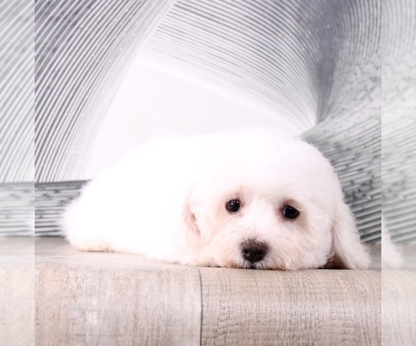 Medium Photo #5 Bichon Frise Puppy For Sale in WESTPOINT, IN, USA