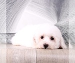 Small Photo #5 Bichon Frise Puppy For Sale in WESTPOINT, IN, USA