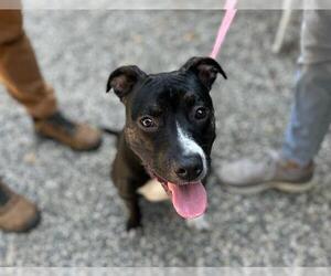 American Pit Bull Terrier Dogs for adoption in Santa Rosa, CA, USA