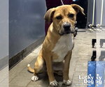 Small #3 Retriever  Mix