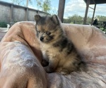 Image preview for Ad Listing. Nickname: Panterita