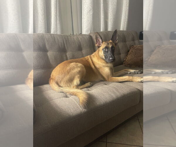 Medium Photo #3 Mutt Puppy For Sale in Imlay City, MI, USA