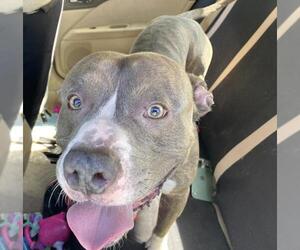 American Bulldog Dogs for adoption in San Antonio, TX, USA