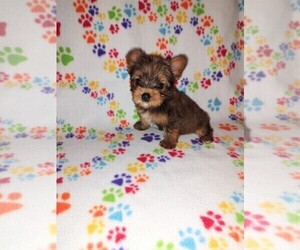 Yorkshire Terrier Puppy for sale in LAPEER, MI, USA