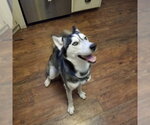 Small #2 Siberian Husky