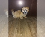 Small Photo #11 Shih Tzu Puppy For Sale in LAPEER, MI, USA