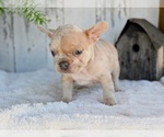 Small #4 French Bulldog