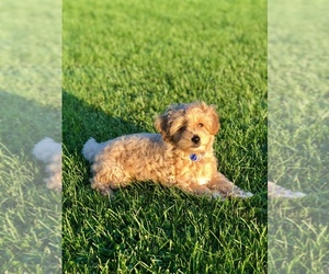 Goldendoodle Puppy for sale in MENLO PARK, CA, USA