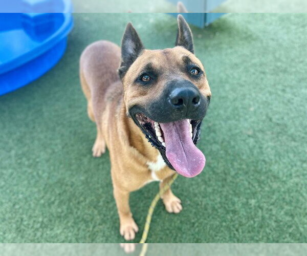 Medium Photo #2 Black Mouth Cur-Unknown Mix Puppy For Sale in Orlando, FL, USA