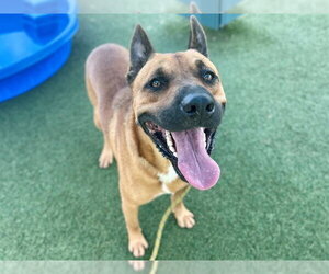 *MAZE - Male Black Mouth Cur-Unknown Mix Dog for Adoption - Photo #2