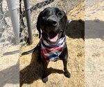 Small Labrador Retriever Mix
