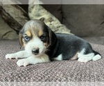 Image preview for Ad Listing. Nickname: Scout