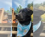 Small #3 Australian Shepherd Mix