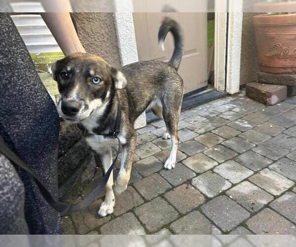 Medium Photo #1 Australian Kelpie Puppy For Sale in San Martin, CA, USA