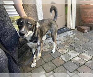 Australian Kelpie Dogs for adoption in San Martin, CA, USA