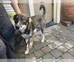 Small Australian Kelpie