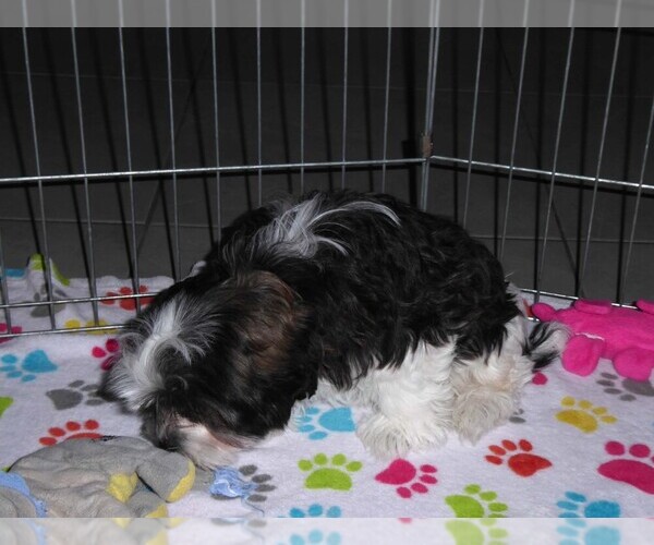 Medium Photo #7 Mal-Shi Puppy For Sale in ORO VALLEY, AZ, USA