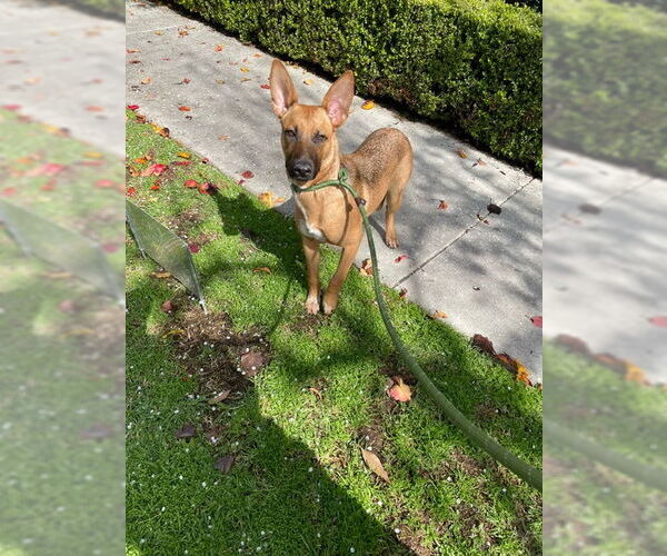 Medium Photo #9 Mutt Puppy For Sale in Los Angeles, CA, USA
