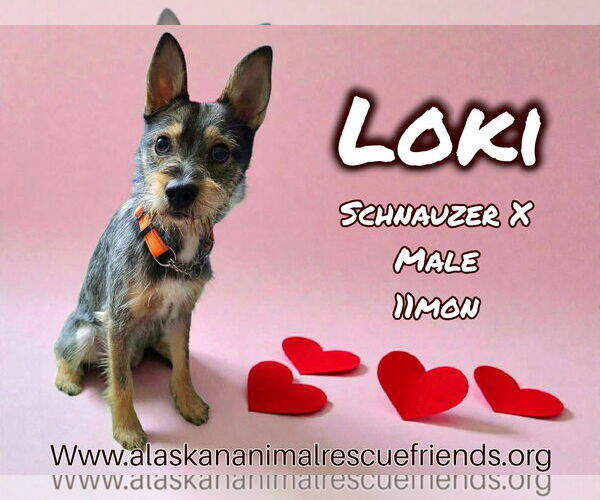 Medium Photo #1 Mutt Puppy For Sale in Anchorage, AK, USA