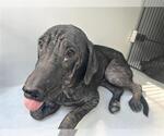 Small Labrador Retriever Mix