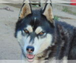 Small #4 Alusky
