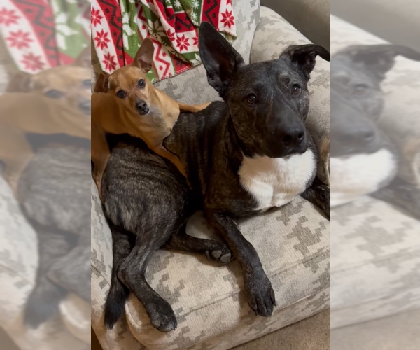 Medium Photo #2 Catahoula Leopard Dog-Labrador Retriever Mix Puppy For Sale in Wakefield, RI, USA