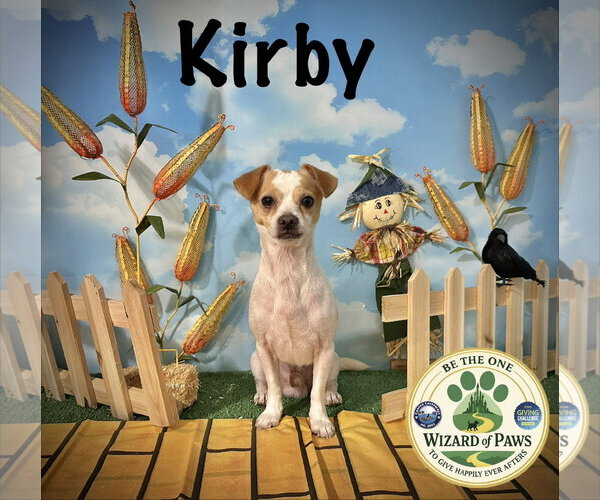 Medium Photo #2 Chihuahua-Unknown Mix Puppy For Sale in Arcadia, FL, USA