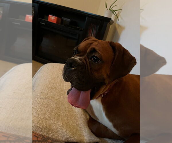 Medium Photo #5 Boxer Puppy For Sale in Brights Grove, Ontario, Canada