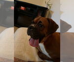 Small #4 Boxer
