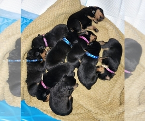 Rottweiler Puppy for sale in CHRISTIANSBURG, VA, USA