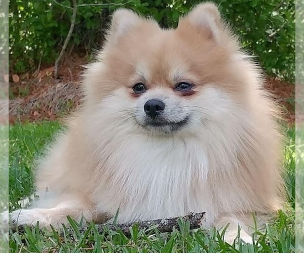 Medium Photo #1 Pomeranian Puppy For Sale in CONWAY, SC, USA