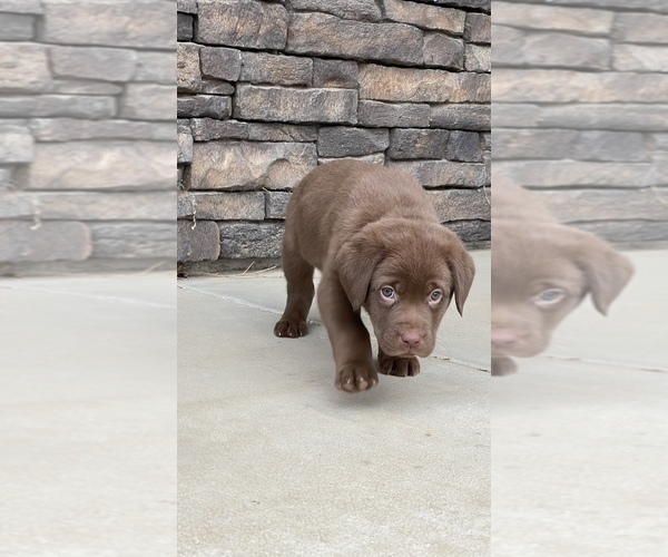 Medium Photo #5 Labrador Retriever Puppy For Sale in APPLE VALLEY, CA, USA