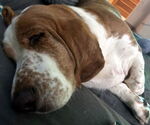 Small Basset Hound