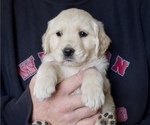 Puppy Harvard Red Golden Retriever