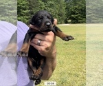 Small Photo #7 Doberman Pinscher Puppy For Sale in CHESTER, SC, USA
