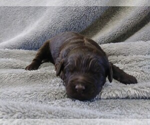 Labradoodle-Poodle (Miniature) Mix Puppy for sale in FREDERICKSBG, OH, USA