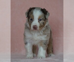 Australian Shepherd Puppy for sale in FREDERICKSBG, OH, USA